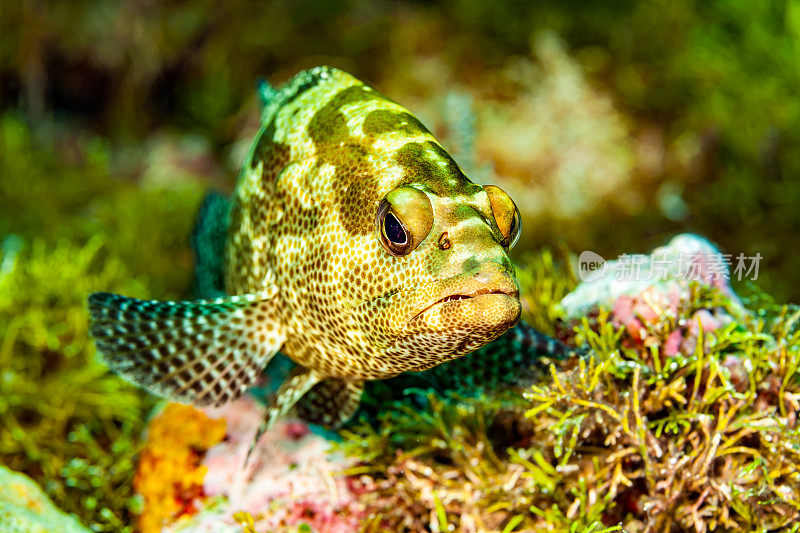 伪装石斑鱼Epinephelus polyphekadion，帕劳，密克罗尼西亚